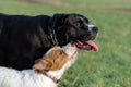 A young, playful dog Jack Russell terrier runs meadow in autumn with another big dog. Royalty Free Stock Photo