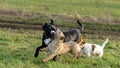 A young, playful dog Jack Russell terrier runs meadow in autumn with another big dog.