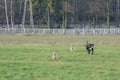 A young, playful dog Jack Russell terrier runs meadow in autumn with another big black dog. Royalty Free Stock Photo