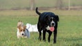 A young, playful dog Jack Russell terrier runs meadow in autumn with another big dog. Royalty Free Stock Photo