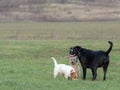 A young, playful dog Jack Russell terrier runs meadow in autumn with another big dog.