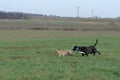 A young, playful dog Jack Russell terrier runs meadow in autumn with another big black dog. Royalty Free Stock Photo