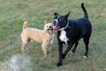 A young, playful dog Jack Russell terrier runs meadow in autumn with another big black dog. Royalty Free Stock Photo