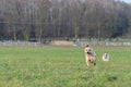 A young, playful dog Jack Russell terrier runs meadow in autumn with another big dog.