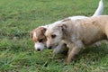 A young, playful dog Jack Russell terrier runs on a meadow in autumn. Royalty Free Stock Photo