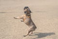 Young playful french bulldog jumping outdoor