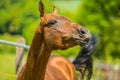 Young playful reddish horse on a spring day Royalty Free Stock Photo