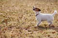 Young playful terrier puppy playing on spring lawn