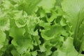 Young plucking lettuce green oak leaf as image-filling close-up Royalty Free Stock Photo