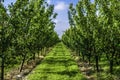 Young plum trees in a raw Royalty Free Stock Photo