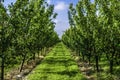 Young plum trees in a raw