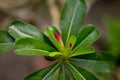 Young plumeria flowers awaiting for the right time to bloom