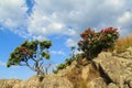 Small flowering pohutukawa trees, growing in coastal rocks