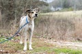 Young pointer mix breed puppy dog outside on leash sniffing the air