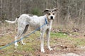 Young pointer mix breed puppy dog standing outside on leash sniffing the air