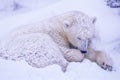 Young polar bear in day bed