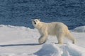 Polar bear on the edge of a climate emergency