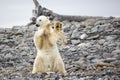 Young Polar Bear Playing