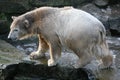 Young polar bear Royalty Free Stock Photo
