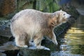 Young polar bear Royalty Free Stock Photo