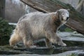 Young polar bear Royalty Free Stock Photo