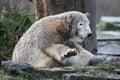 Young polar bear Royalty Free Stock Photo