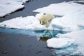 Polar Bear on sea ice with reflection , Arctic Ocean