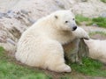 Young polarbear resting