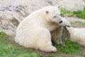 Young polarbear resting