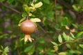 Young pomegranate fruit closeup