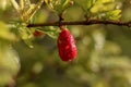 Young pomegranate fruit garden