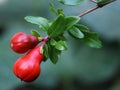 Young pomegranate fruit growing on tree branch among green leaves and red flowers Royalty Free Stock Photo