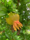 pomegranate fruit, pomegranate on a bush, ripening fruit, branches and leaves of a fruit tree Royalty Free Stock Photo