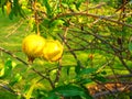 Young Pomegranate Fruit on Tree Branch