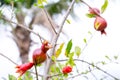 Young Pomegranate Fruit on Tree Branch