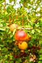 Young pomegranate fruits