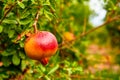 Young pomegranate fruits