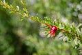 Young pomegranate fruits hanging on a tree branch in the garden, ripe pomegranate fruits hanging on a tree branch Royalty Free Stock Photo