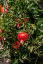 Young pomegranate fruits hanging on a tree branch in the garden, ripe pomegranate fruits hanging on a tree branch Royalty Free Stock Photo