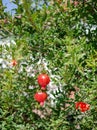 Young pomegranate fruits hanging on a tree branch in the garden, ripe pomegranate fruits hanging on a tree branch Royalty Free Stock Photo