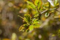 Young pomegranate leaves in the garden in the spring