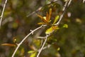 Young pomegranate leaves in the garden in the spring