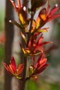 Young pomegranate leaves at spring time