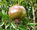 A young pomegranate with some unknown disease