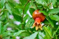 young pomegranate on the tree