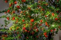 Pomegranate flower tree blossom, green foliage Royalty Free Stock Photo