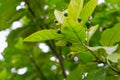 Young Pomelo, Citrus maxima on tree. Citrus Bud and flower with blurry nature background