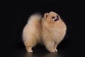 Young Pomeranian on black background isolated