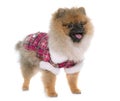 Young pomeranian dog dressed