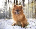 young pomeranian in nature